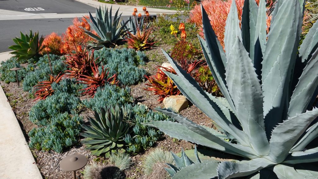 A beautiful array of native desert plants sit in a Roswell lawn after landscaping. The plants are different shades of red, pink, green, and yellow. 