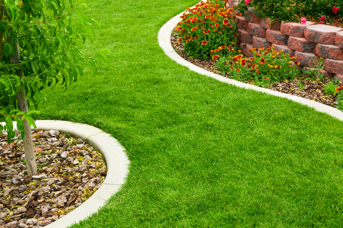 A yard in Hobbs with green grass and a tree.