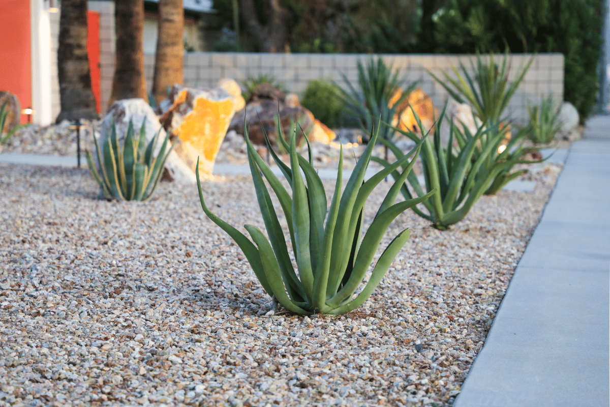 Desert-inspired landscape